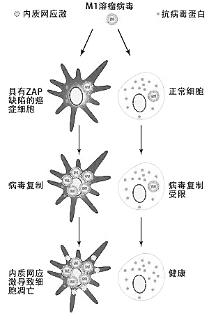 m1病毒:长眼睛的癌细胞"杀手"