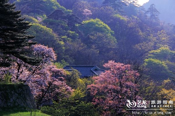 春天的黄山适宜享受春光登高赏花,品味旅途的新境界(摄影:唐家富)