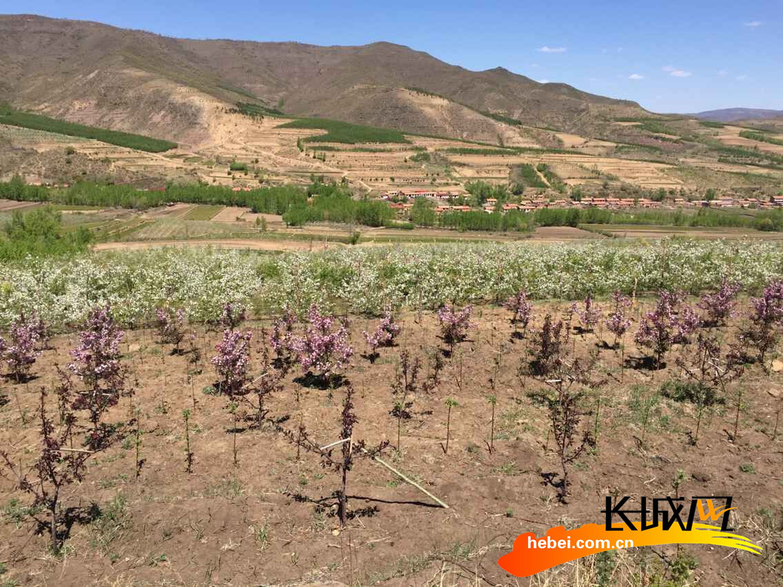 围场巴头沟村引领承德林果业进入新时代-新农