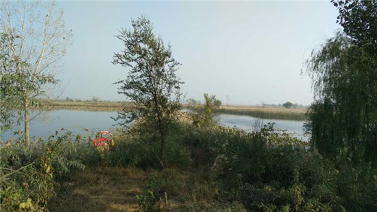 北岳家庄村地处衡水湖片区,紧邻风景秀丽的马拉松赛道中湖大道段,是