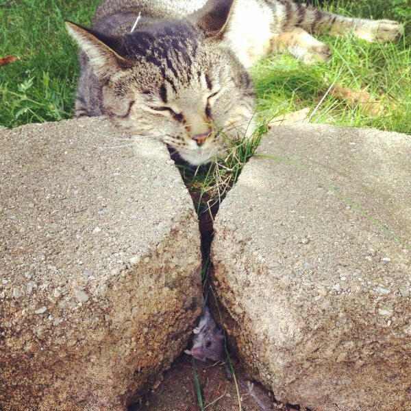 搞笑动物的犯"二"新技能-搞笑动物,犯二,-长城网-人物周报网