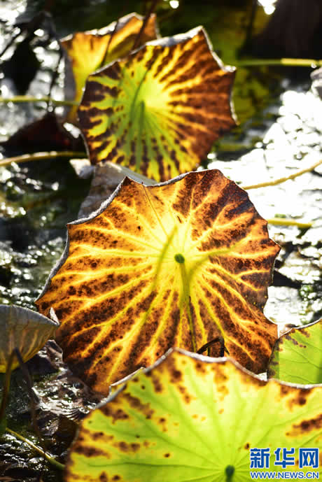 寒露时节荷叶黄