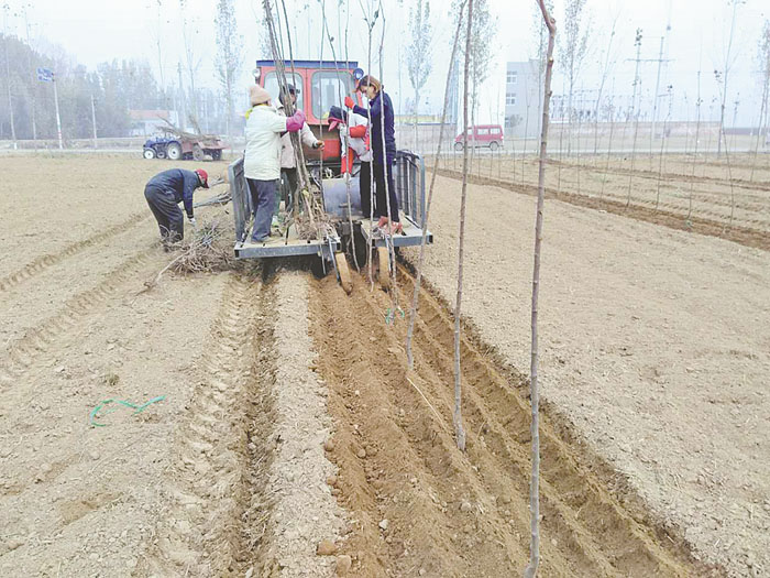 枣强县唐林乡大力开展植树造林活动