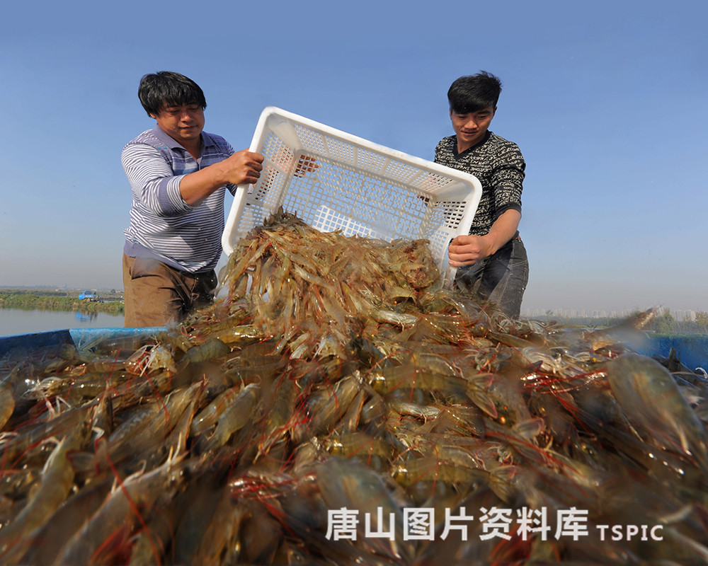 大虾丰收