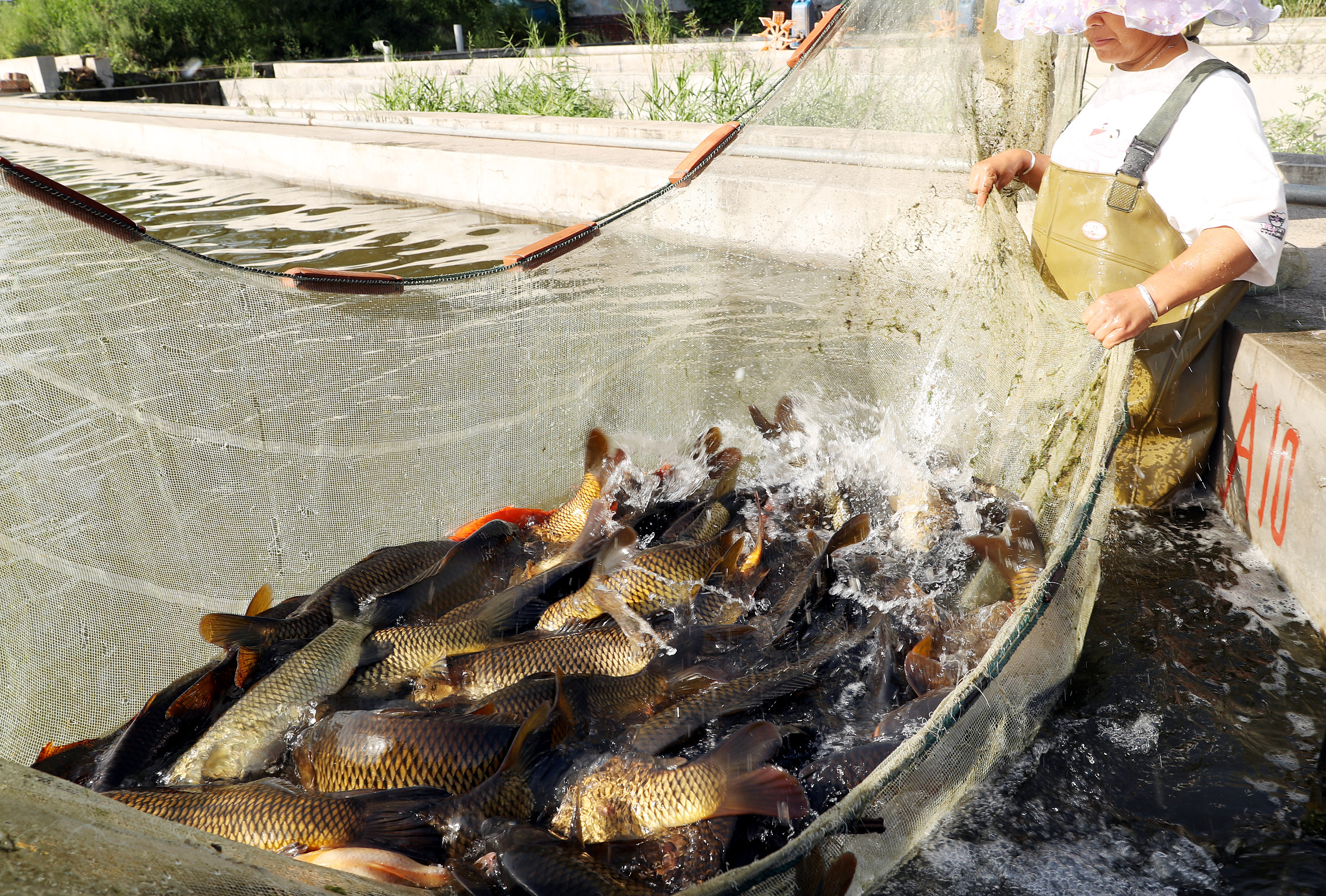 石家庄渔民拉网捕鱼忙