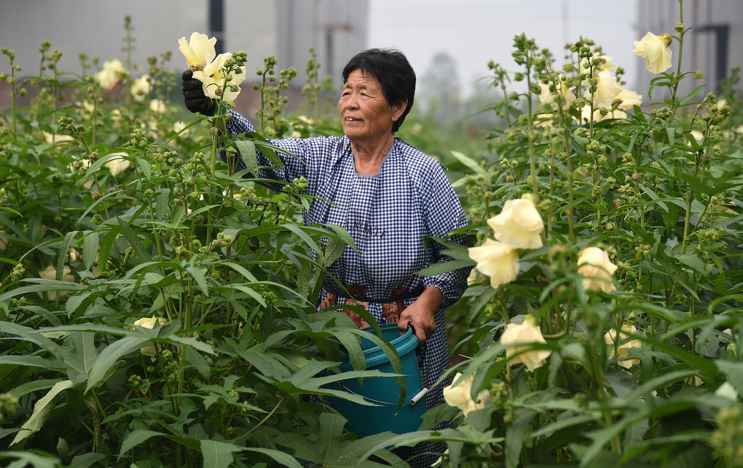 河北邯郸煤渣地上长出软黄金带动农户致富增收