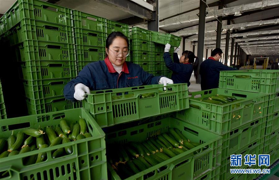 河北南和:高效现代农业助推乡村振兴